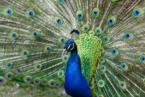Peacock displaying feathers