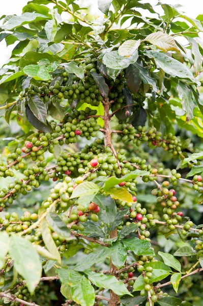 Coffee grows on a tree