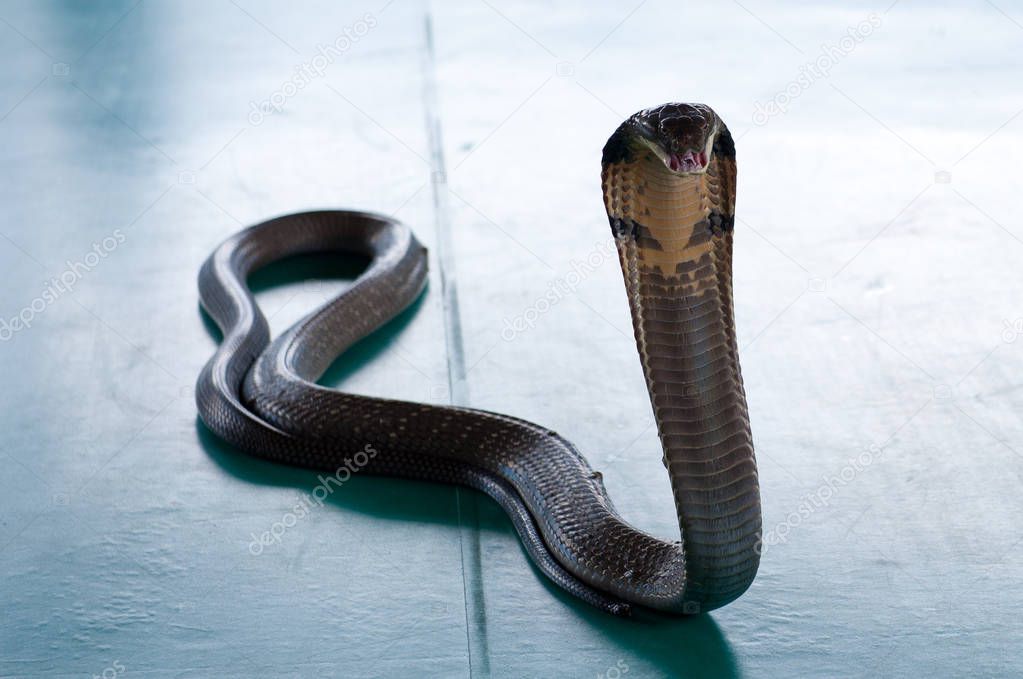 The snake in the aquarium. A predator living in captivity.