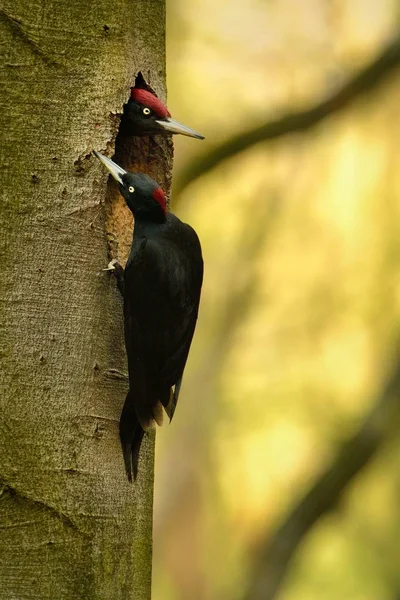Black Woodpecker (datel cerny - Dryocopus martius - Black Woodpecker)
