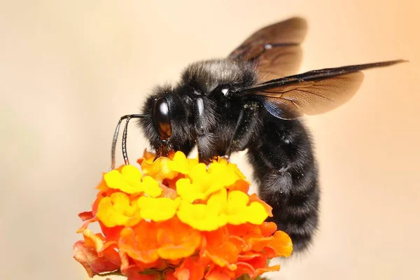 European Carpenter Bee (Xylocopa violacea) on the yellow and orange
