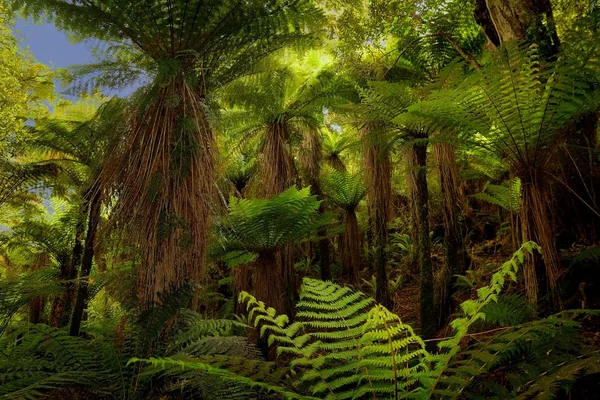Landscape New Zealand - primeval green forest in New Zealand