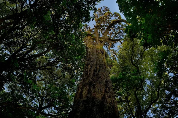 Landscape New Zealand - primeval green forest in New Zealand, tree ferns, kauri, rimu