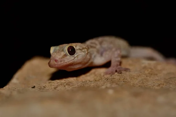 Mediterranean house gecko (Hemidactylus turcicus) in the wall at night Royalty Free Stock Photos