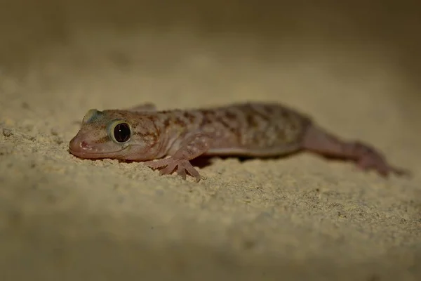 Mediterranean house gecko (Hemidactylus turcicus) in the wall at night Royalty Free Stock Images