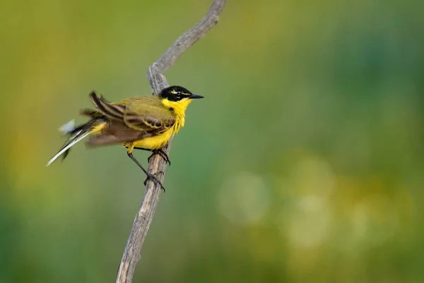Western Yellow Wagtail (Motacilla flava) sitting on the twig with green, yellow and orange background. Small bird with yellow belly and black head sitting on the stick
