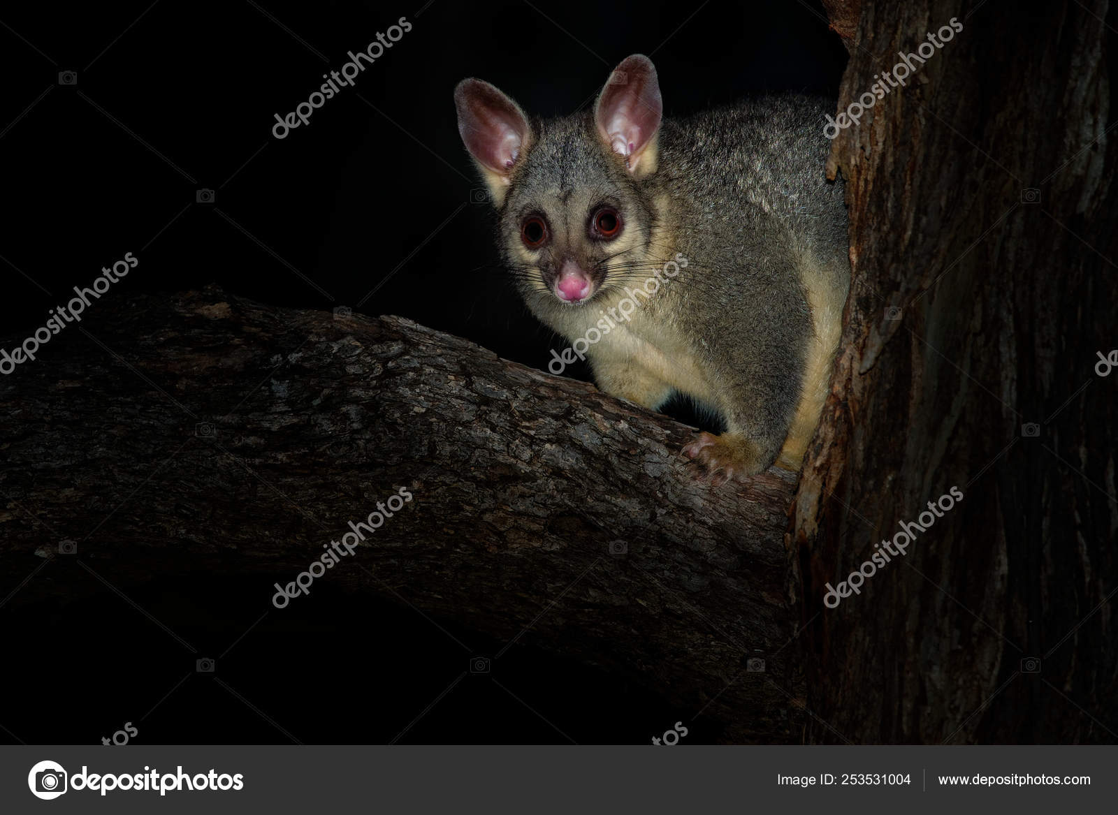 Common Brush Tailed Possum Trichosurus Vulpecula Nocturnal Semi Arboreal Marsupial Of Australia Introduced To New Zealand Stock Photo By C Phototrip
