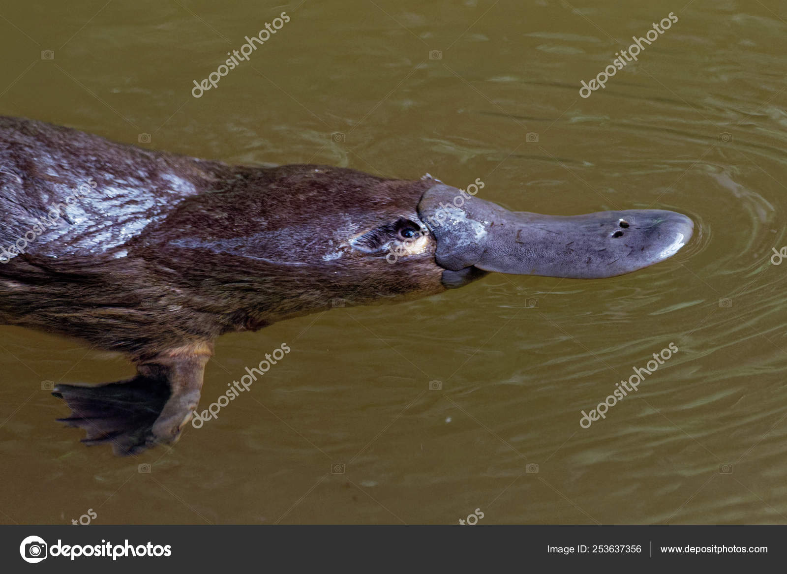 Platypus Ornithorhynchus anatinus, duckbilled platypus, semiaquatic