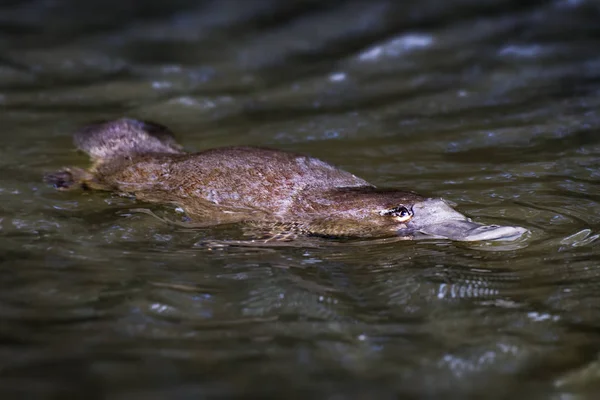 Platypus - Ornithorhynchus anatinus, duck-billed platypus, semiaquatic egg-laying mammal endemic to eastern Australia