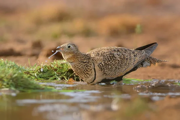 The male of Black-bellied Sandgrouse (Pterocles orientalis) sitting next to the desert pool to drink water from the pool in the desert oasis