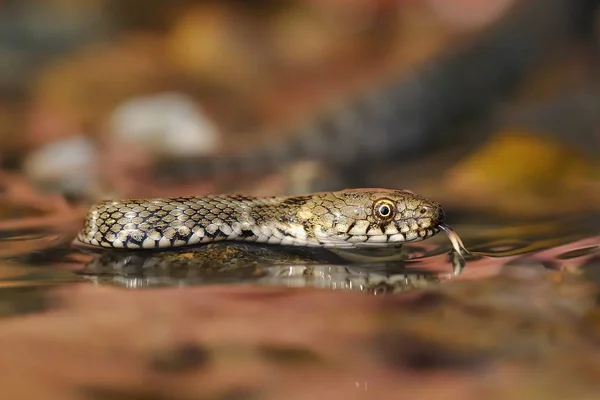 Cores vibrantes de répteis serpente brilhante deslizando à luz do