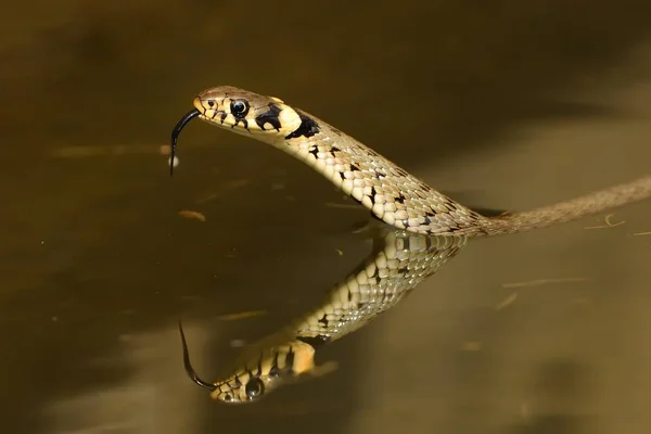 The grass snake (Natrix natrix) swimming across the little lagoon and lifting up head. Snake in the water with brown background