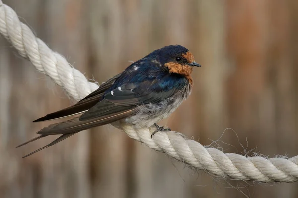 Welcome swallow - Hirundo neoxena - in maori warou, species native to Australia and nearby islands, self-introduced into New Zealand, very similar to the Pacific swallow