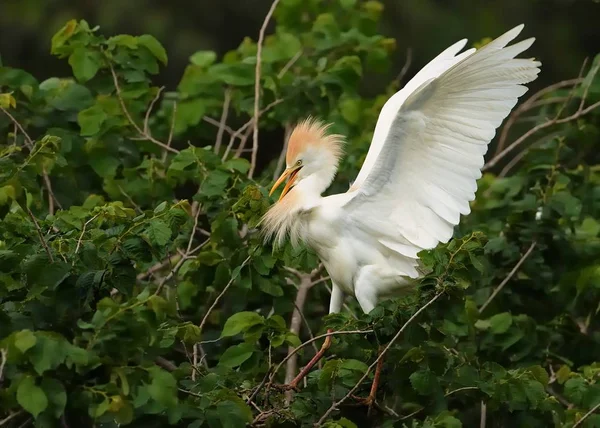 The Cattle Egret (Bubulcus ibis) perched on a stalk of reed and flapping its wings. Beuatiful white egret with red beak