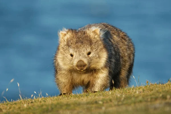 Common Wombat Stock Photos Royalty Free Common Wombat Images Depositphotos