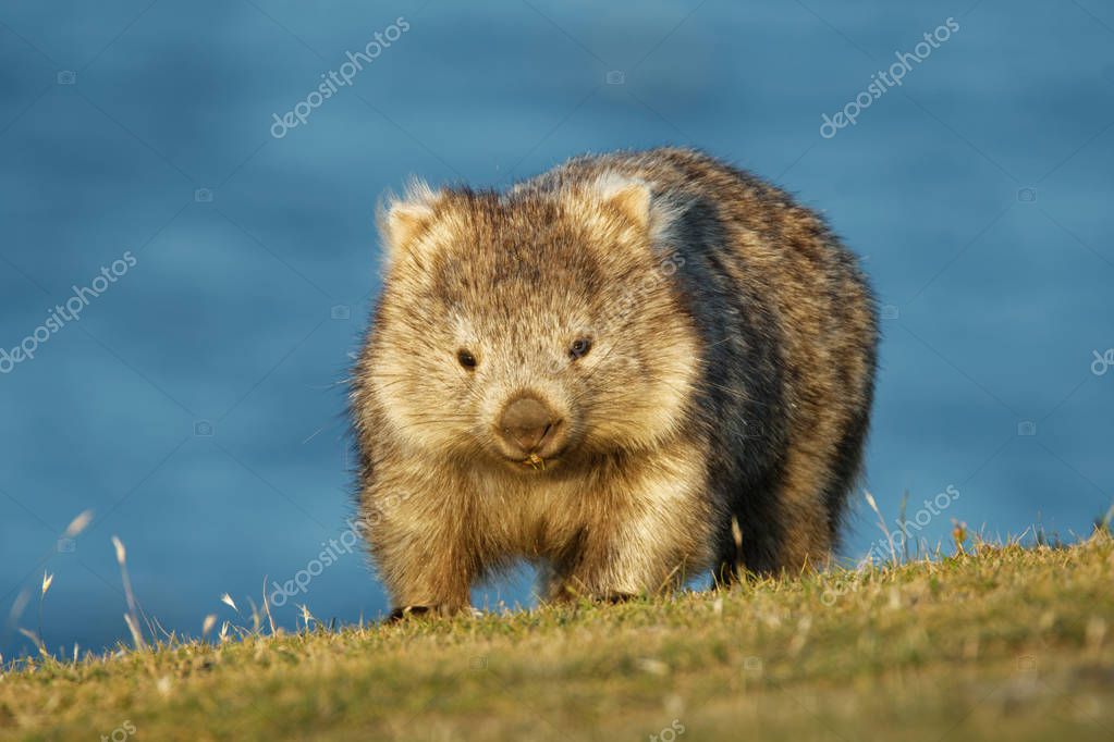 wombat #hashtag