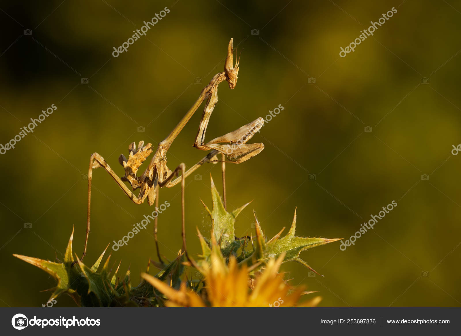 Conehead Mantis Empusa Pennata Mantis Palo In Spanish Genus Empusa Found In Spain Portugal Iran France Lebanon Stock Photo Image By C Phototrip Conehead Mantis Empusa Pennata Mantis Palo In Spanish Genus Empusa Found In Spain Portugal Iran France Lebanon Stock Photo Image By C Phototrip
