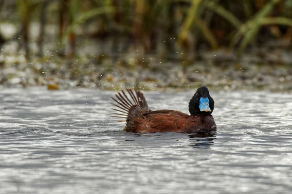 Blue-billed duck - Oxyura australis - small Australian stiff-tailed duck, with both the male and female growing to a length of 40 cm, Australia