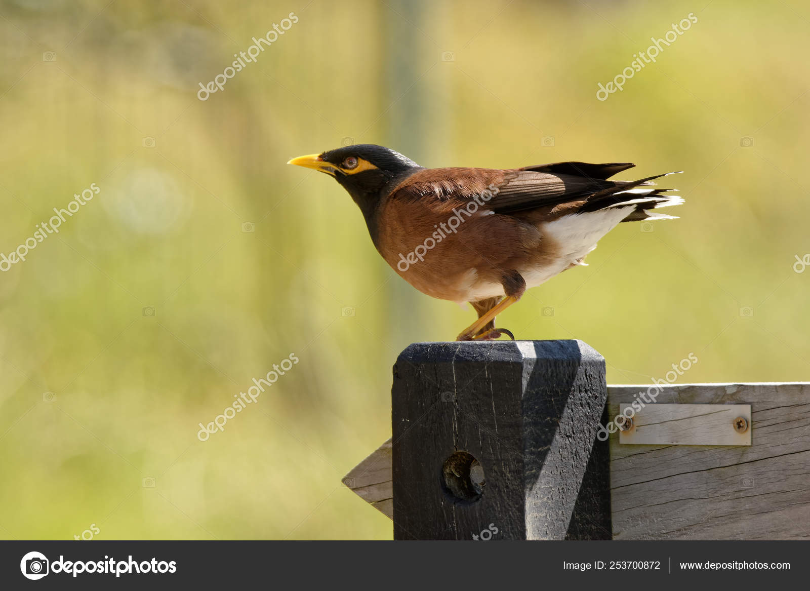 Common Myna Acridotheres Tristis Or Indian Myna - 