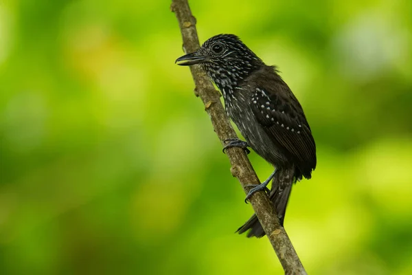 Black-hooded Antshrike - Thamnophilus bridgesi species of bird family Thamnophilidae, found in Costa Rica and Panama
