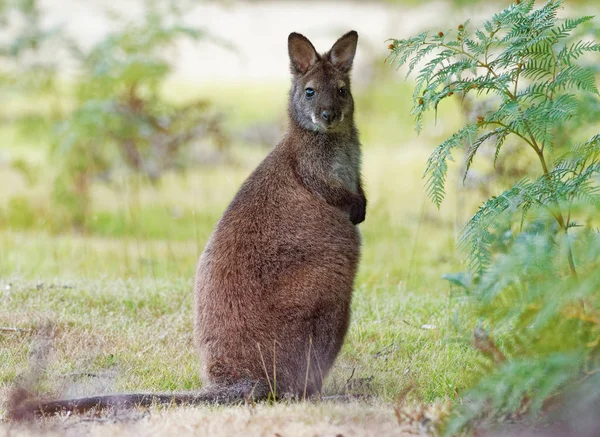 Bennett's wallaby - Macropus rufogriseus, also red-necked wallaby, medium-sized macropod marsupial, common in eastern Australia, Tasmania
