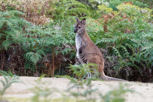 Bennett\'s wallaby - Macropus rufogriseus, also red-necked wallaby, medium-sized macropod marsupial, common in eastern Australia, Tasmania