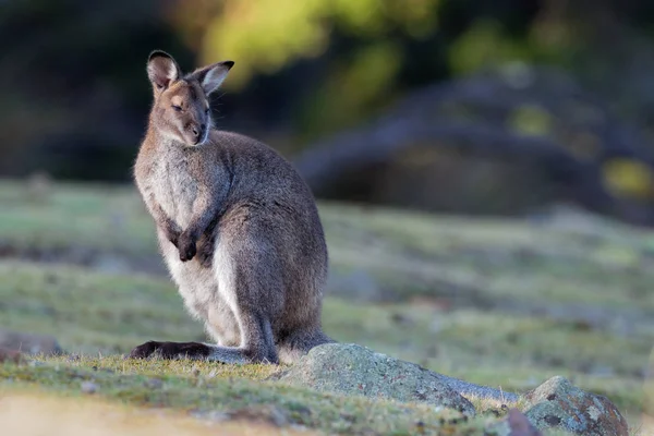 Bennett\'s wallaby - Macropus rufogriseus, also red-necked wallaby, medium-sized macropod marsupial, common in eastern Australia, Tasmania
