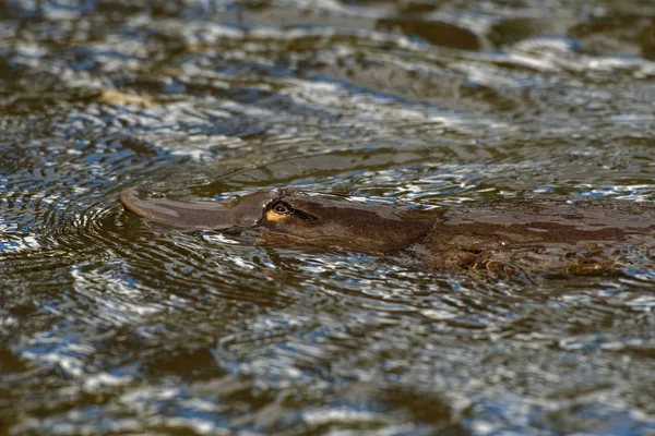 Platypus - Ornithorhynchus anatinus, duck-billed platypus, semiaquatic egg-laying mammal endemic to eastern Australia, including Tasmania