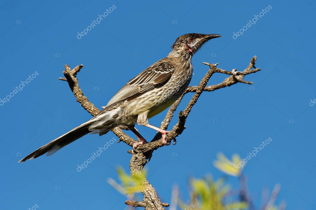 Red Wattlebird Anthochaera carunculata es un ave paseriforme nativa