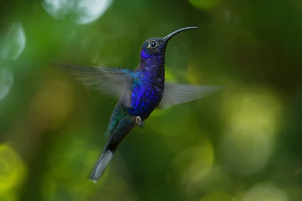 Violet Sabrewing - Campylopterus hemileucurus large flying hummingbird native to southern Mexico and Central America as far as Costa Rica and Panama