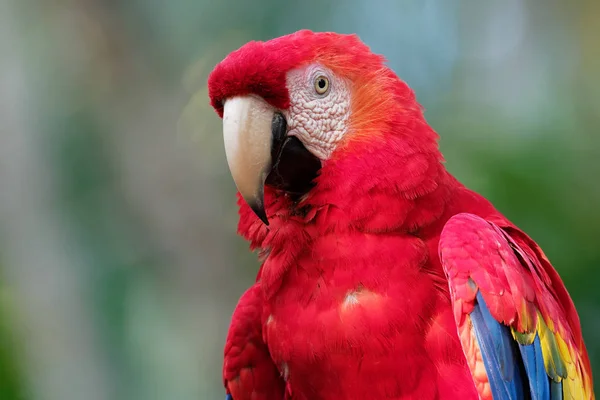 Scarlet Macaw - Ara macao  large red, yellow, and blue Central and South American parrot, native to humid forests of tropical Central and South America