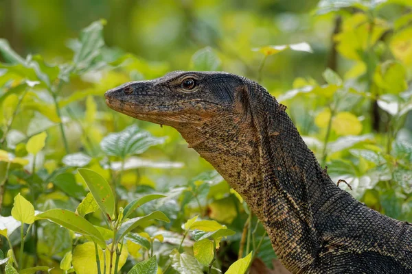 Asian water monitor - Varanus salvator also common water monitor, large varanid lizard native to South and Southeast Asia (kabaragoya, two-banded monitor, rice lizard, ring lizard, plain lizard