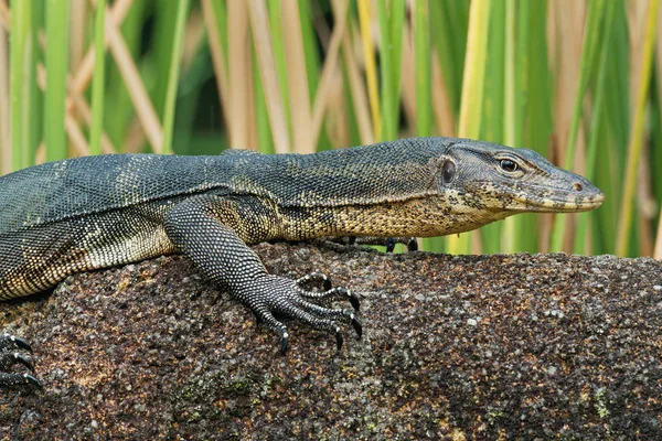 Asian water monitor - Varanus salvator also common water monitor, large varanid lizard native to South and Southeast Asia (kabaragoya, two-banded monitor, rice lizard, ring lizard, plain lizard