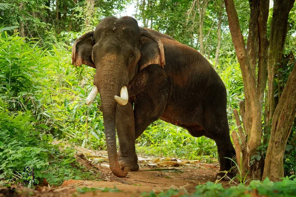 Asian Elephant - Elephas maximus in the thai jungle, also called Asiatic elephant, only living species of the Elephas, distributed from India, to Nepal, to Sumatra and to Borneo in the east