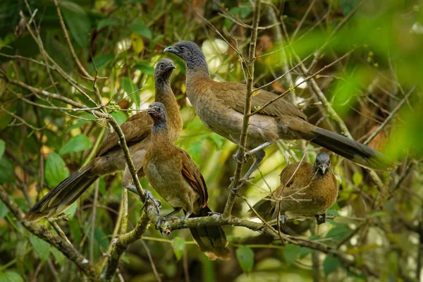 Grey-headed Chachalaca - Ortalis cinereiceps bird of the family Cracidae, related to the Australasian mound builders, breeds in lowlands from Honduras to Colombia