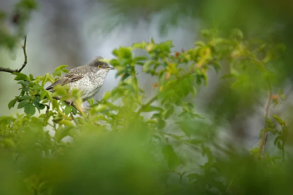 Barred Warbler - Sylvia nisoria singing birds, typical warbler, breeds in Europe and Asia, passerine bird strongly migratory, winters in tropical eastern Africa. Grey bird on the green background.
