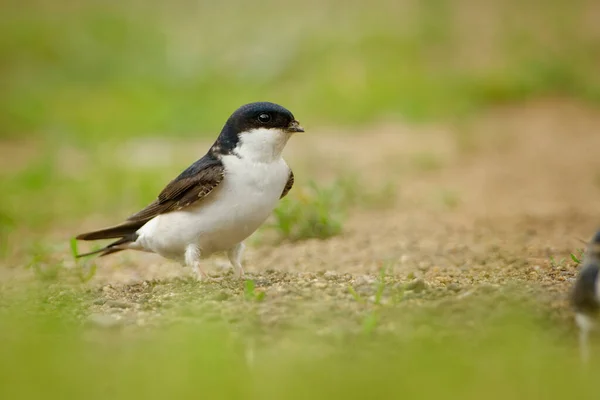 Common House-Martin - Delichon urbicum, also called Northern house martin, in Pakistan as Ababeel, migratory passerine black and white bird of the swallow family, breeds in Europe, Africa and Palearctic.