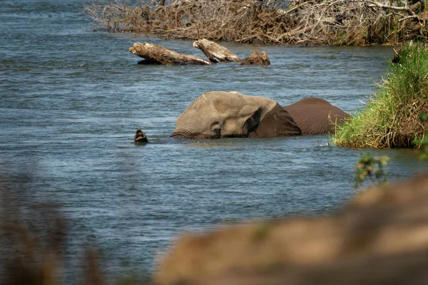 African Bush Elephant - Loxodonta africana elephant bathing and swimming in the river Zambezi, Mana Pools in Zimbabwe near Zambia mountains.
