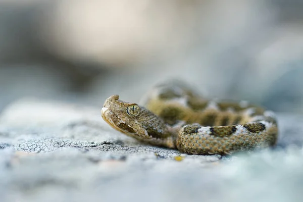 Habitat da cobra azul da Malásia. O nome científico desta bela