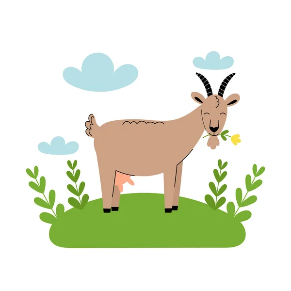 Leuke geit met een bloem in de wei. Cartoon boerderijdieren, landbouw, rustiek. Eenvoudige vector platte illustratie op een witte achtergrond met blauwe wolken en groen gras. — Stockvector