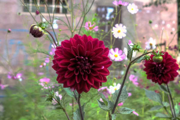 beautiful summer flower in my garden