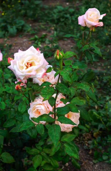 bahçemde güzel gül