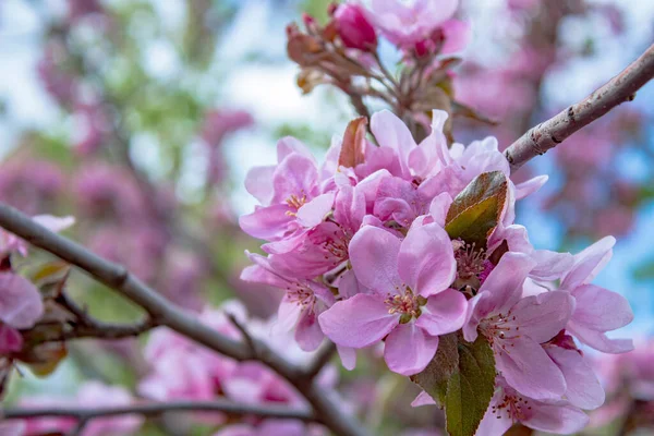 Doğanın güzel bahar ağaçlarının çiçekleri.
