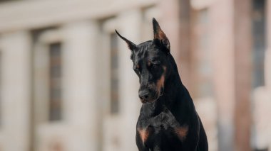 Şehir doberman pinscher