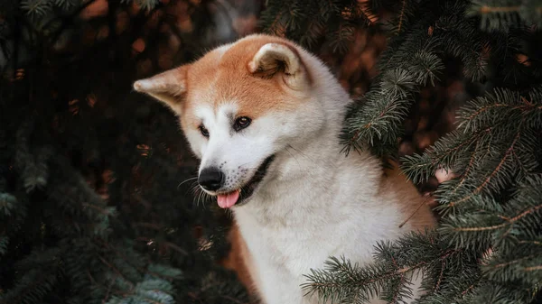 Akita Inu ormandaki