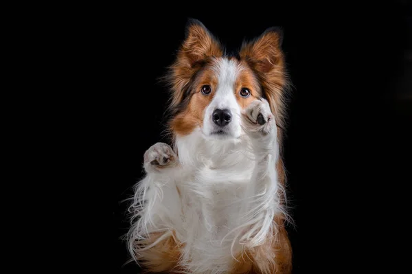 Border Collie Doen Trucs — Stockfoto