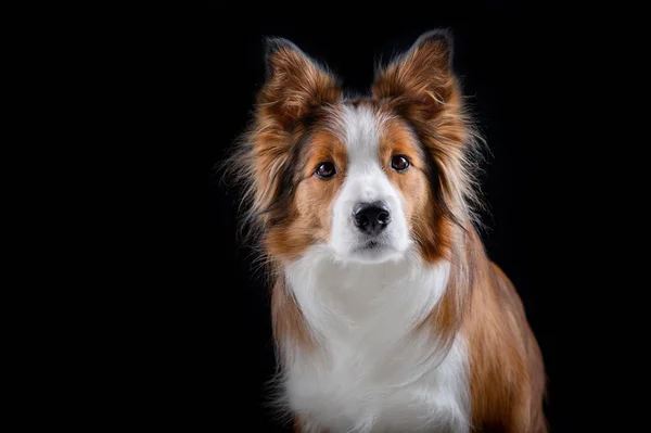 Fronteira Collie Fazendo Truques — Fotografia de Stock