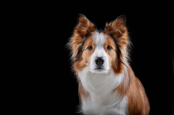 Border Collie Haciendo Trucos —  Fotos de Stock