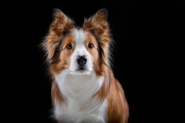 Kenar kömür ocağı yapan