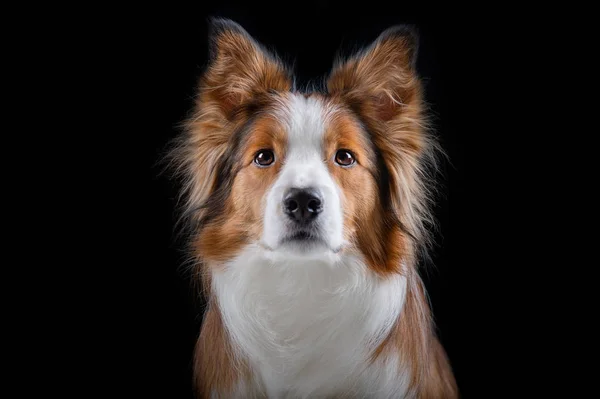 Kenar kömür ocağı yapan